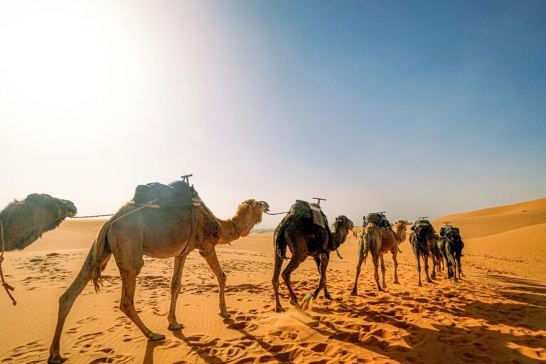 10 Días De Viaje Memorable A Marruecos