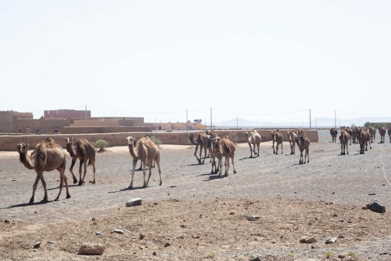 3 Días De Tour Por El Desierto De Marrakech