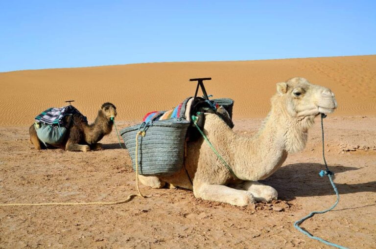 6 Días De Tour Por El Desierto Desde Marrakech
