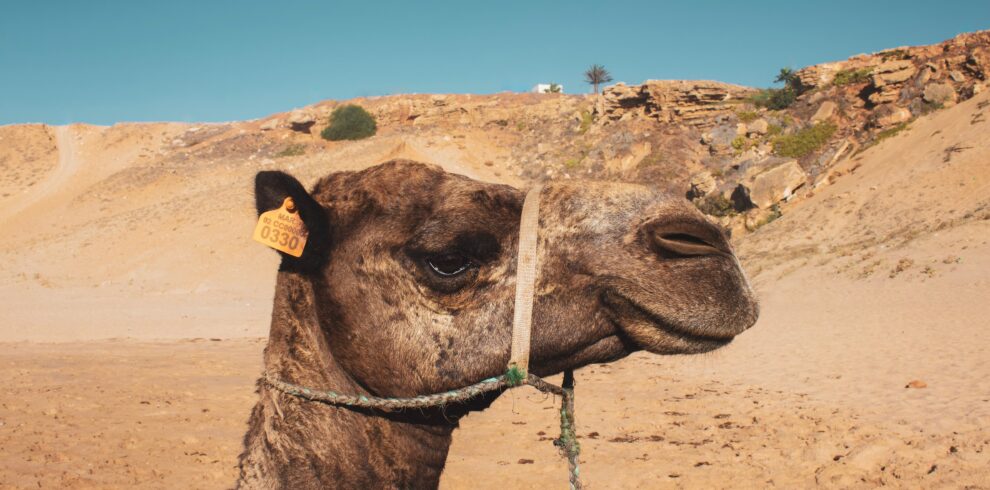 Tour De 12 Días Desde Marrakech Por Marruecos Completo